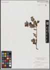 Foto von Salix aurita L.